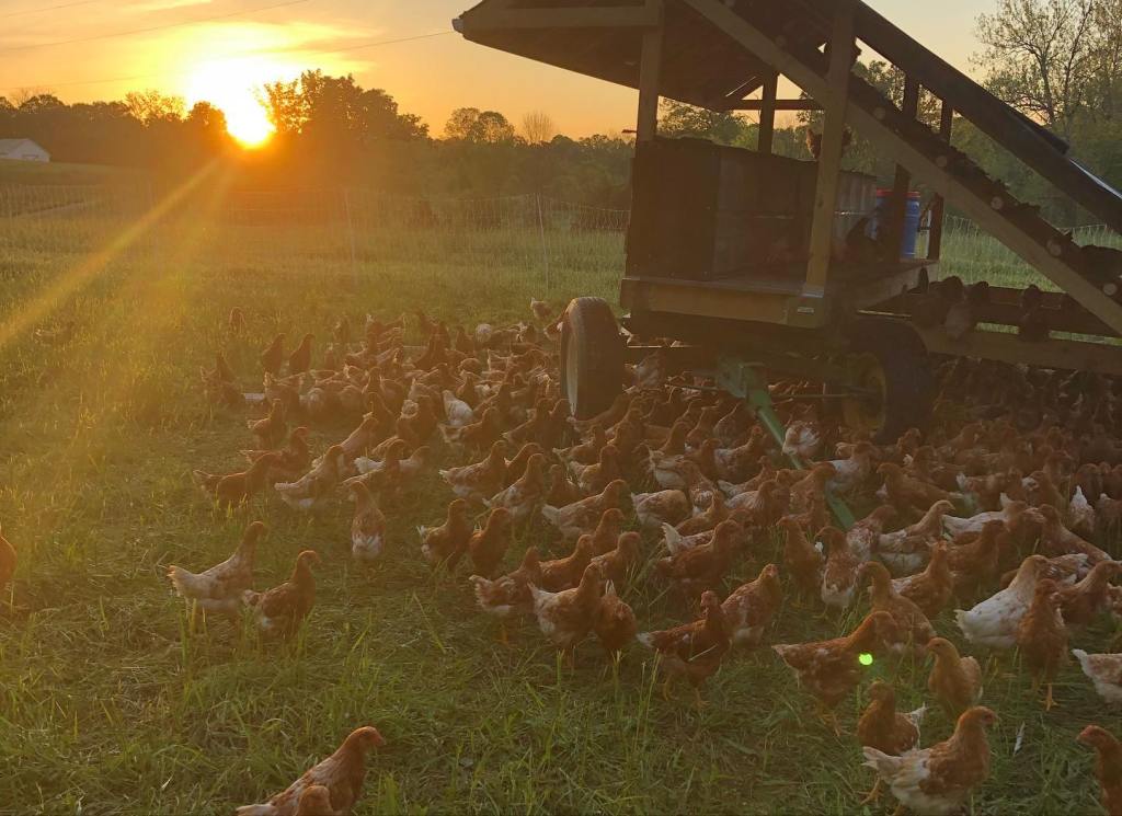 Egg mobile
Chicken tractor